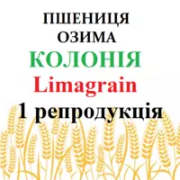 Пшениця озима Колонія (Colonia Limagrain) 1 репродукція