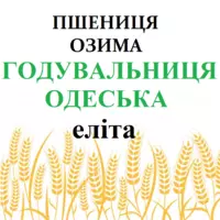Насіння озимої пшениці Годувальниця Одеська еліта / 1 репродукція