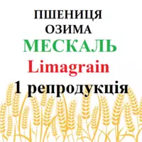 Пшениця озима Мескаль (Meskal Limagrain) 1 репродукція