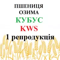 Пшениця озима Кубус (Cubus Kws) 1 репродукція