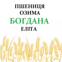 Насіння озимої пшениці Богдана еліта